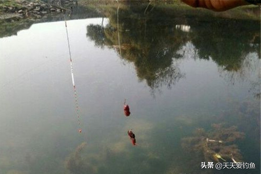 鱼钩挂红虫调漂_悬坠钓调漂方法_极钝调漂技巧