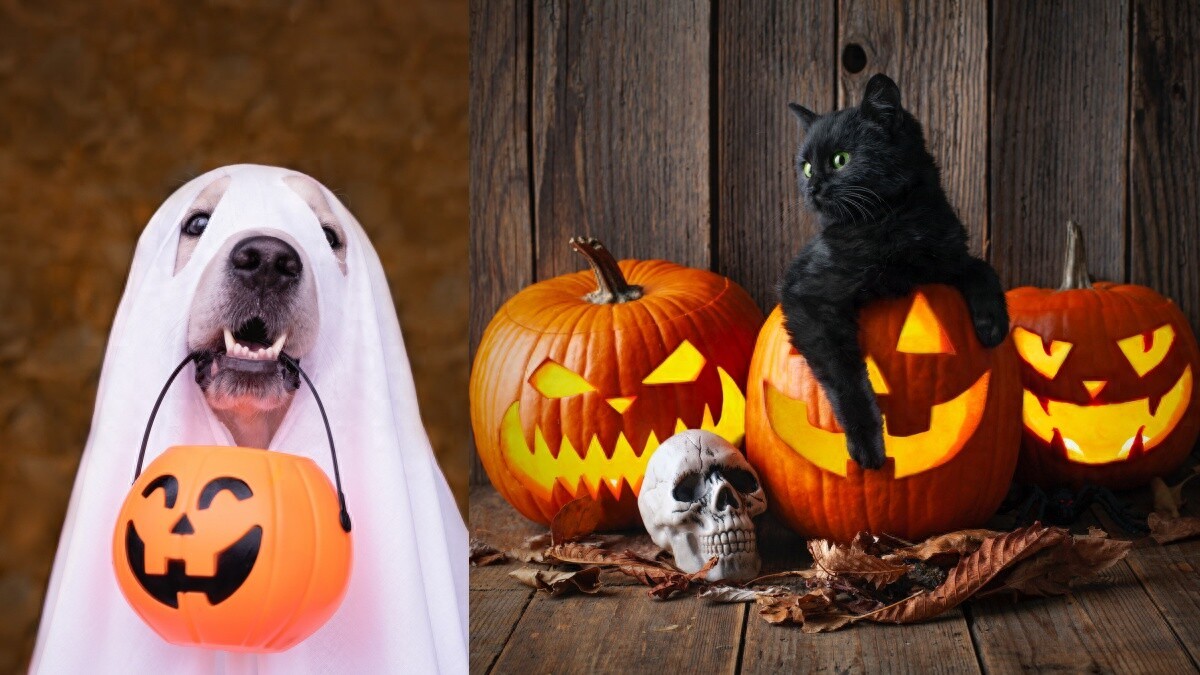 万圣节日期哪一天? 装扮由来、南瓜灯、不给糖就捣蛋等4大习俗解密