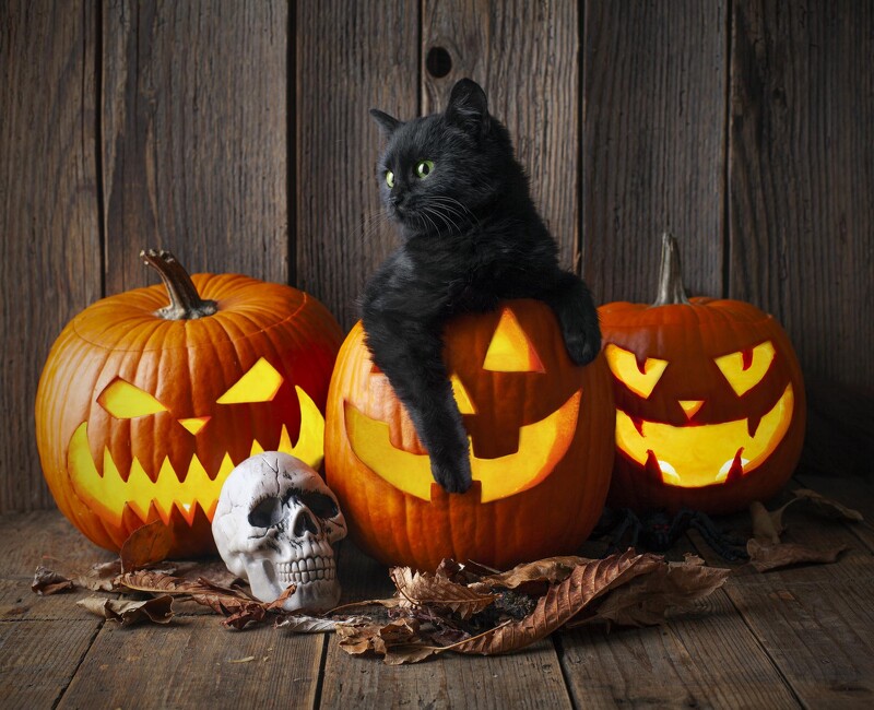 万圣节装扮由来_游戏 万圣节专题_万圣节由来与习俗