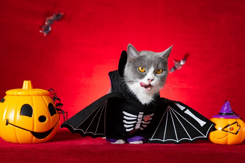 万圣节装扮由来_万圣节由来与习俗_游戏 万圣节专题