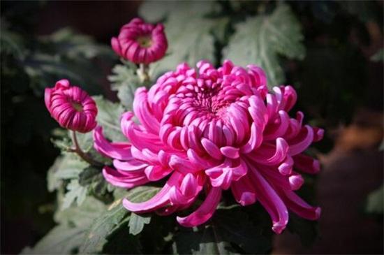 菊花茶有虫子_ 墨菊盆栽观赏 _菊花品种 白菊药用效果