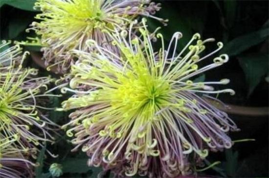 菊花茶有虫子_菊花品种 白菊药用效果 _ 墨菊盆栽观赏