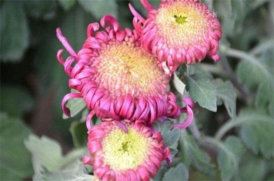 墨菊盆栽观赏 _菊花品种 白菊药用效果 _菊花茶有虫子