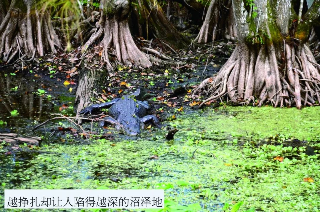 口香糖砸开椰子原理_非牛顿流体特性实验_非牛顿流体生活应用