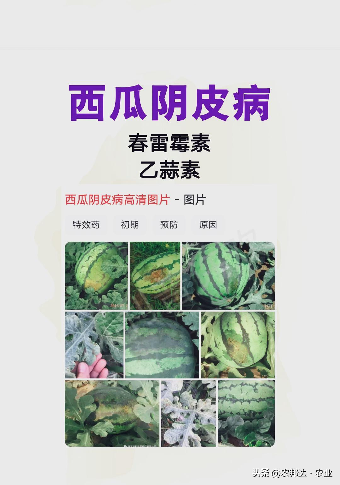 西瓜常见病害症状_西瓜细菌性果斑病图片_西瓜猝倒病和立枯病区别