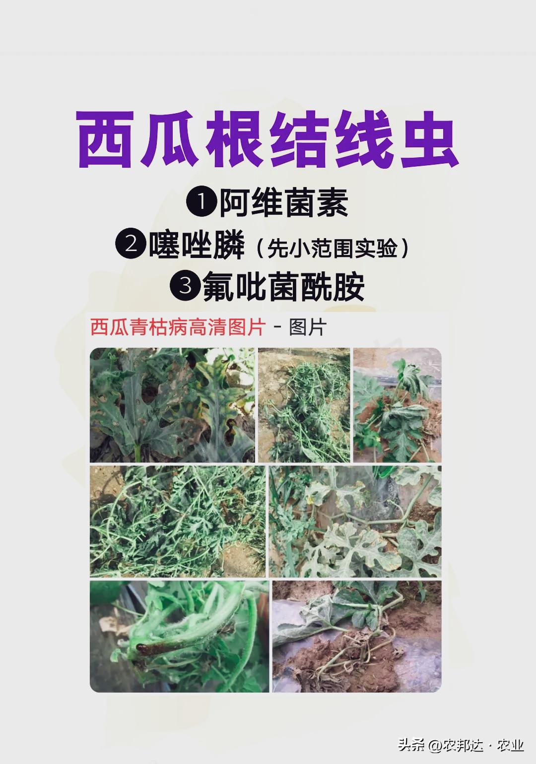西瓜猝倒病和立枯病区别_西瓜常见病害症状_西瓜细菌性果斑病图片
