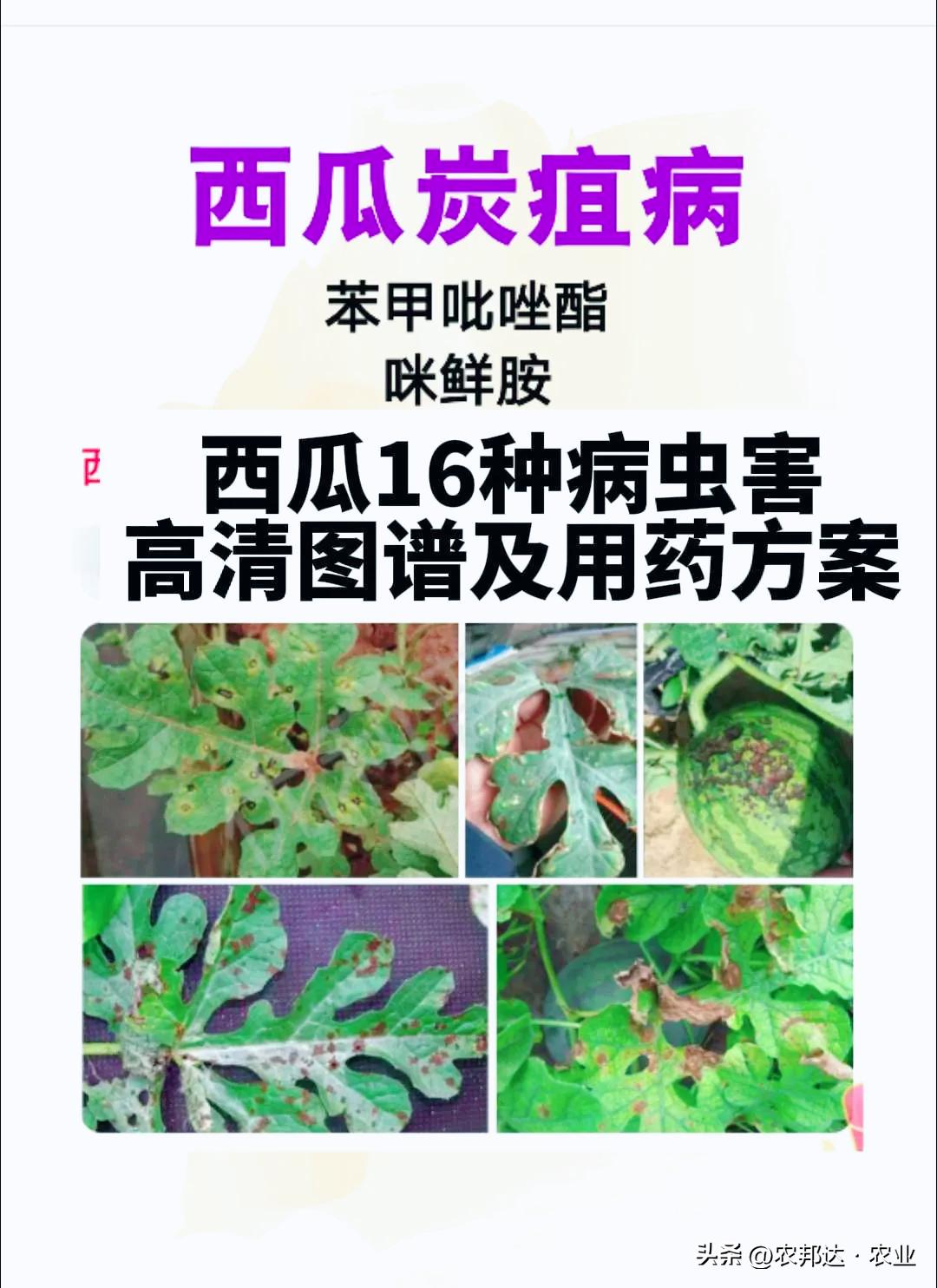 西瓜细菌性果斑病图片_西瓜猝倒病和立枯病区别_西瓜常见病害症状