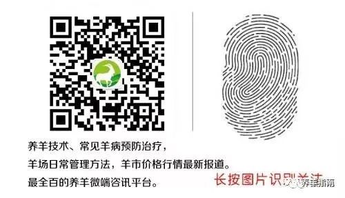 羊痘防制_病羊羊痘_传染性胸膜肺炎