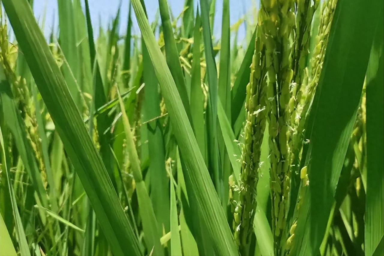 细菌性病害都有哪些？该怎么防治？一篇文章说明白