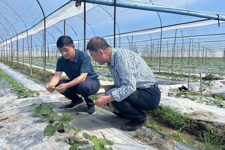 西甜瓜综合防治标准化示范基地_西瓜细菌性果斑病图片_博士村长赵文军团队