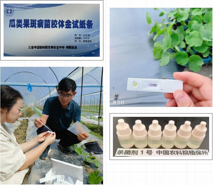 博士村长赵文军团队_西甜瓜综合防治标准化示范基地_西瓜细菌性果斑病图片