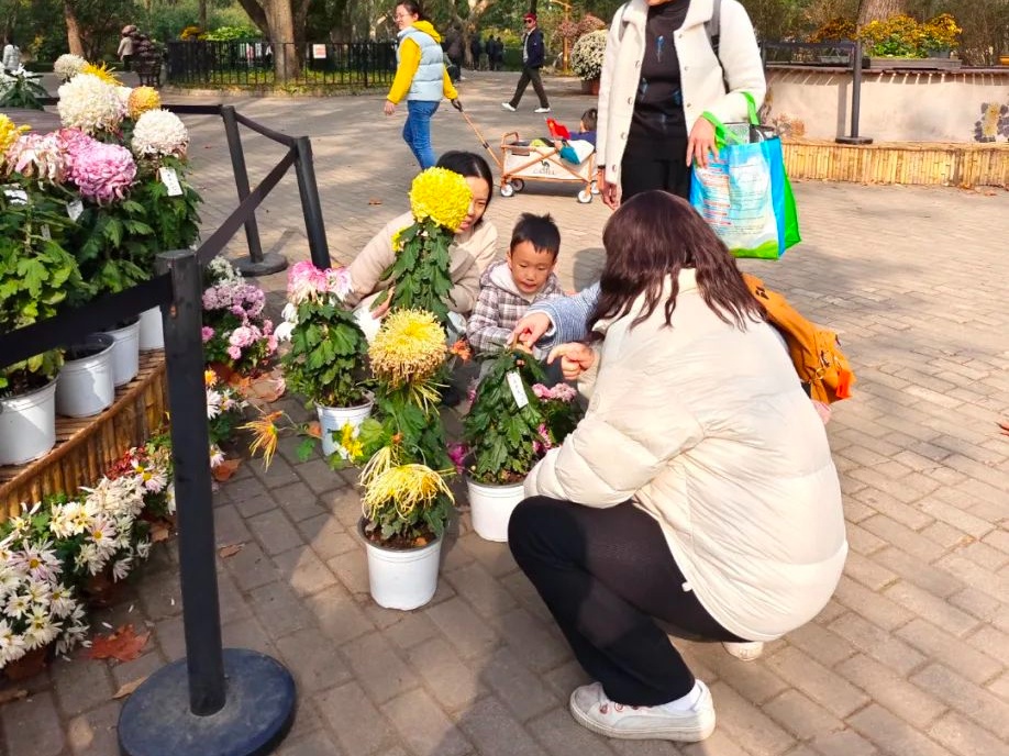 “菊花归家”后如何养护？你想知道的都在这里→