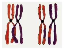 遗传算法科学定义_遗传算法执行过程_遗传算法应用生活实例